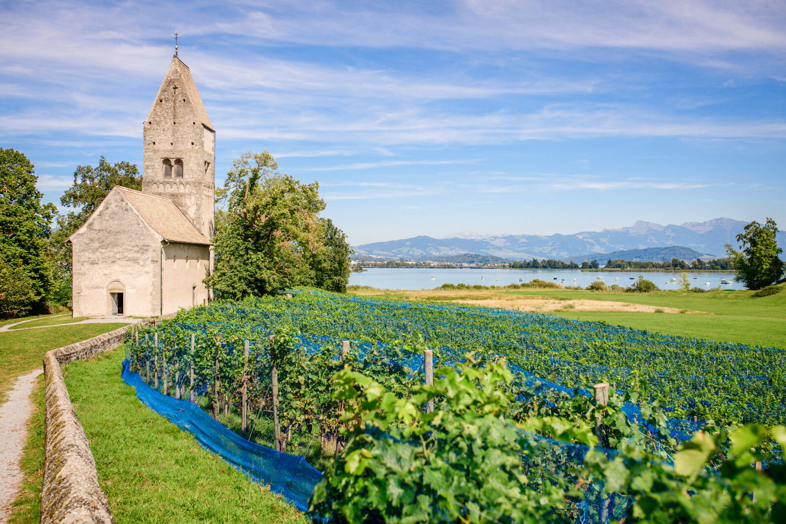 Winetasting Zürichsee-Weine – Rebberg bei der Insel Ufenau